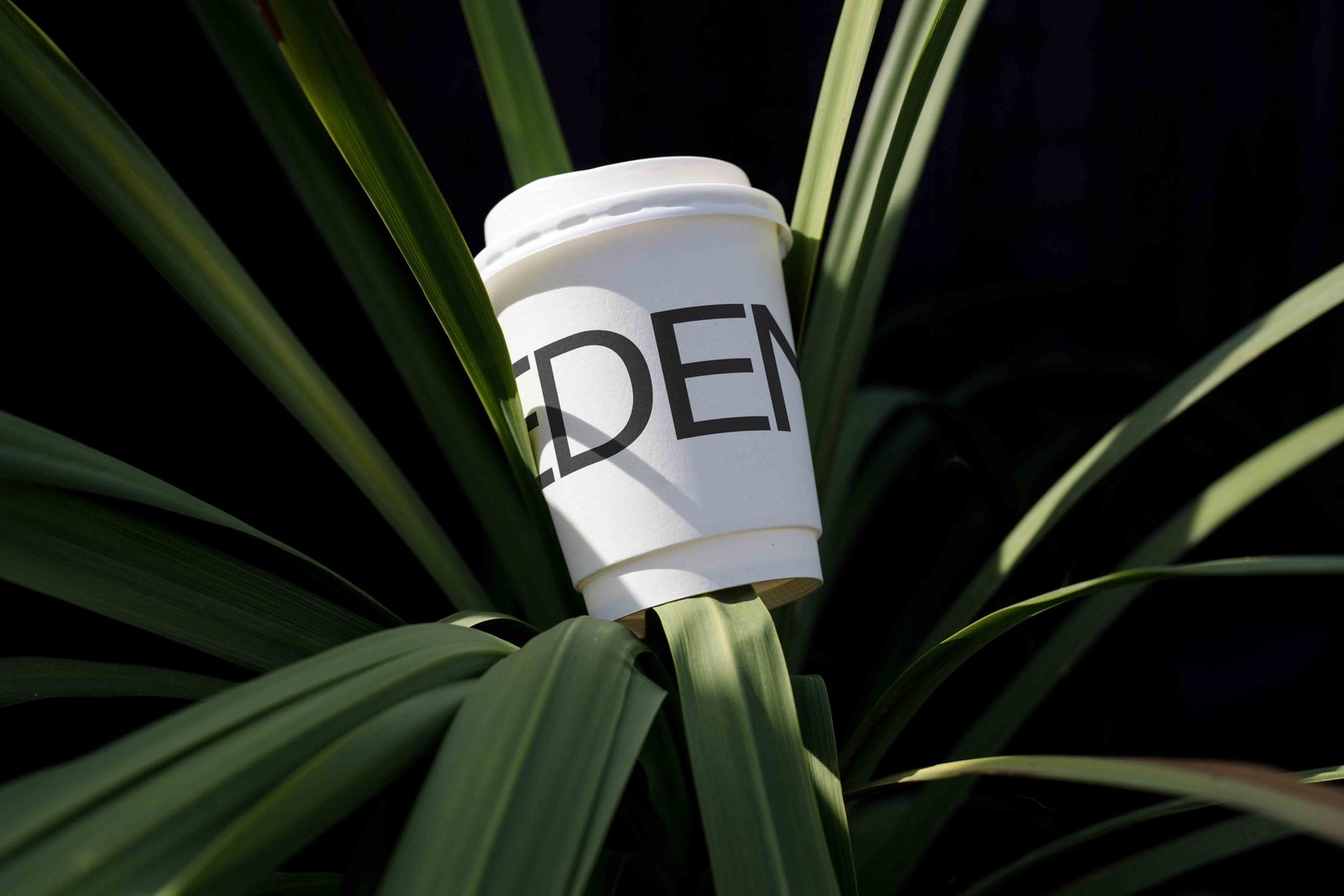 EDEN ECO CUP 01 preview 4