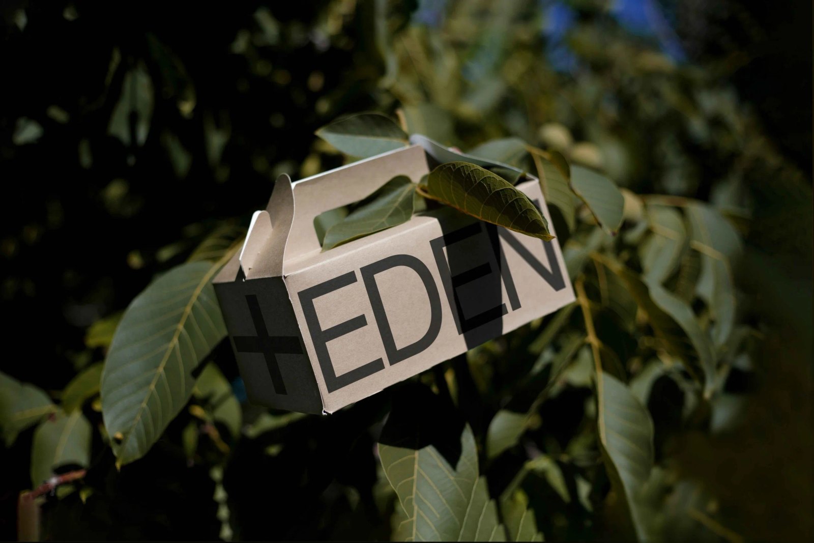 EDEN SMALL ECO BOX 02