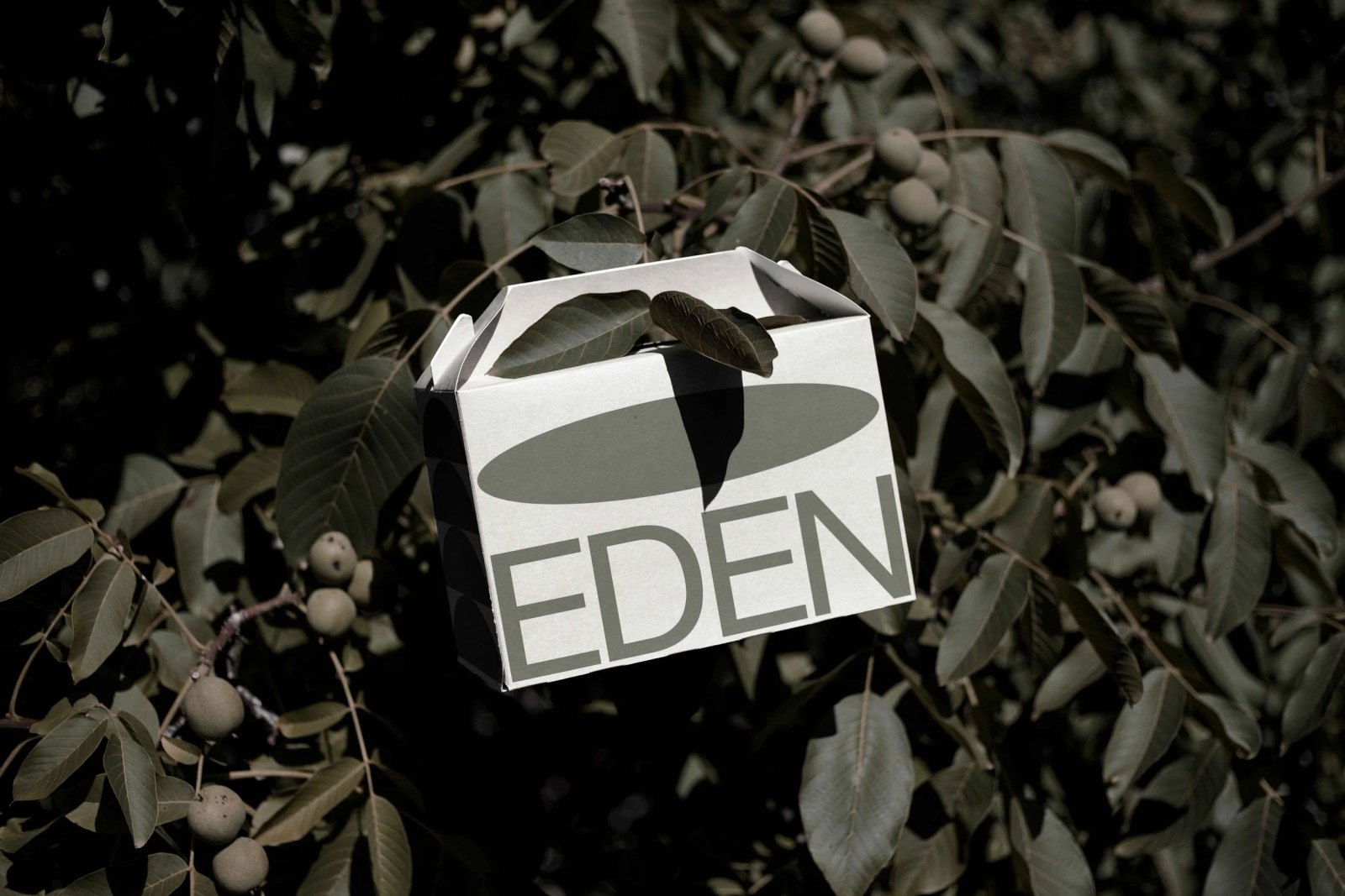 EDEN LARGE ECO BOX 01 preview 4