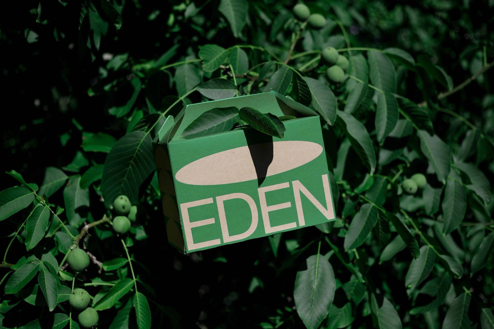 EDEN LARGE ECO BOX 01 preview 3