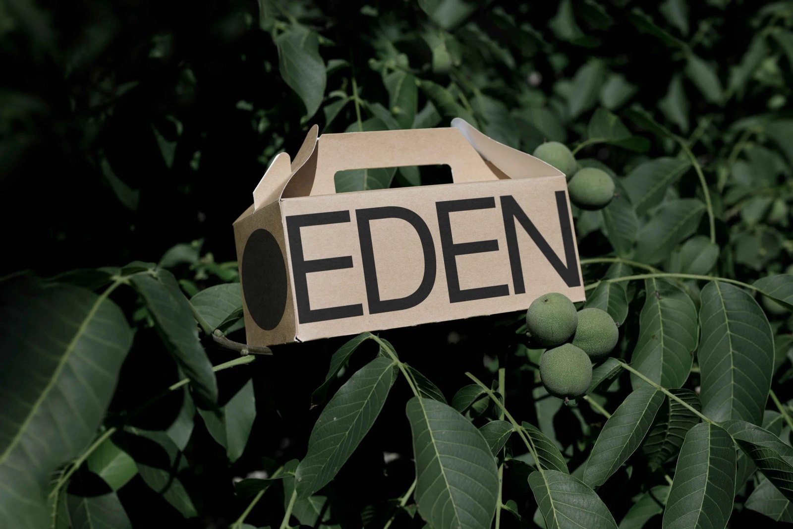 EDEN SMALL ECO BOX 01