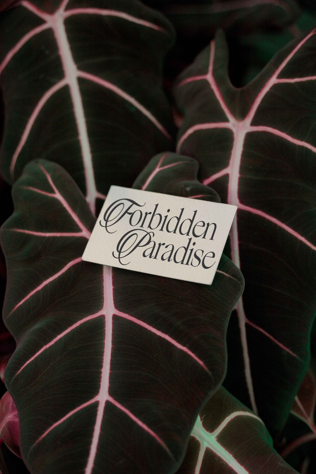 EDEN 02 BUSINESS CARD 04