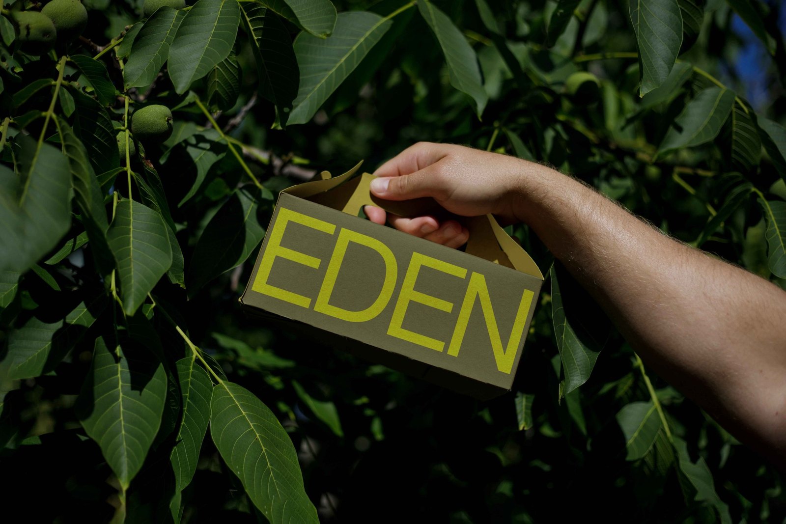 EDEN SMALL ECO BOX 03