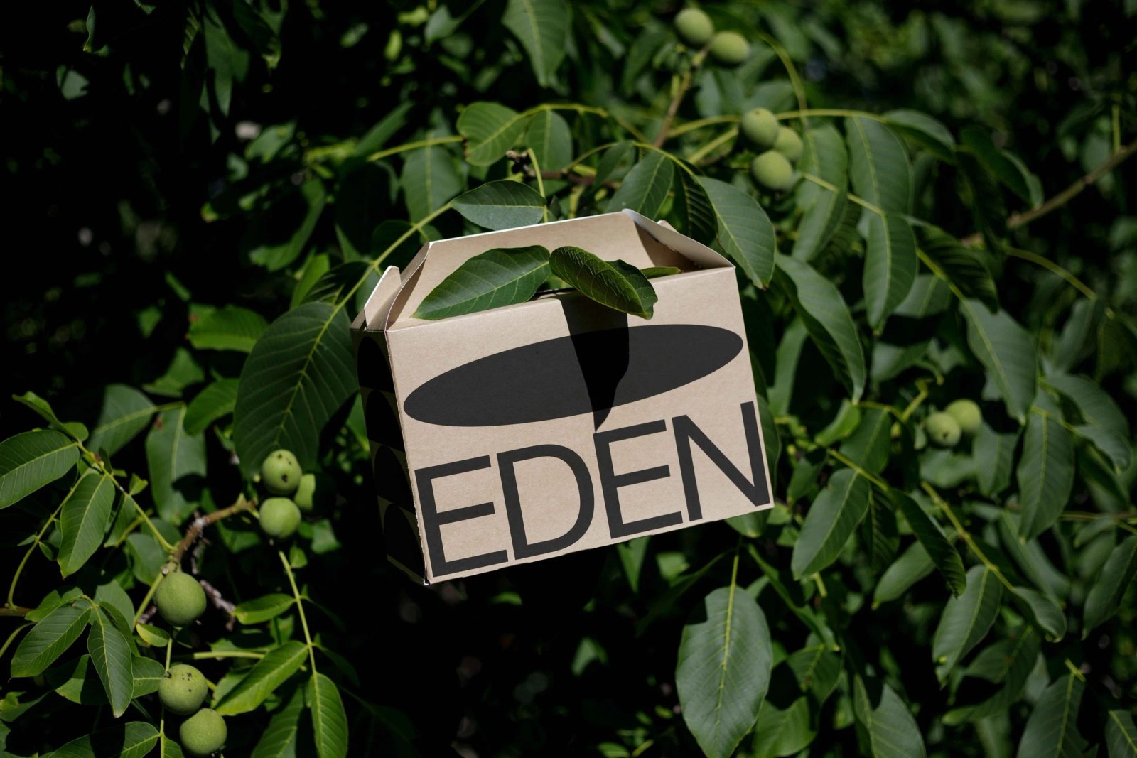 EDEN LARGE ECO BOX 01