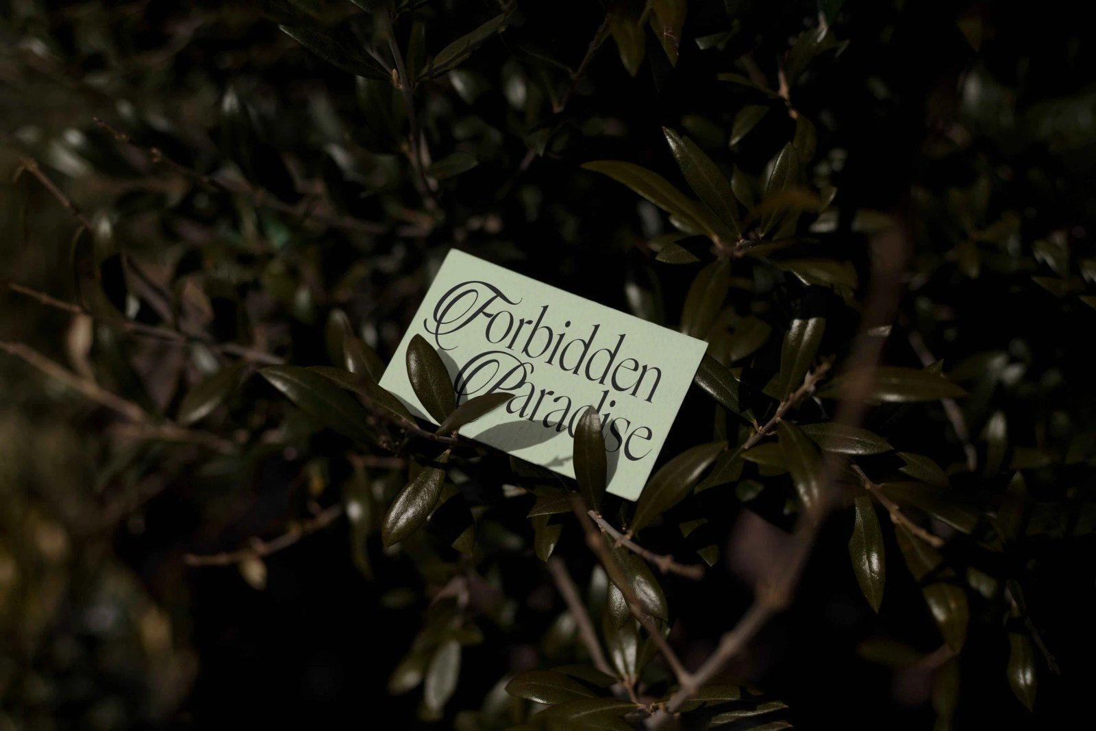 EDEN 02 BUSINESS CARD 01 preview 4
