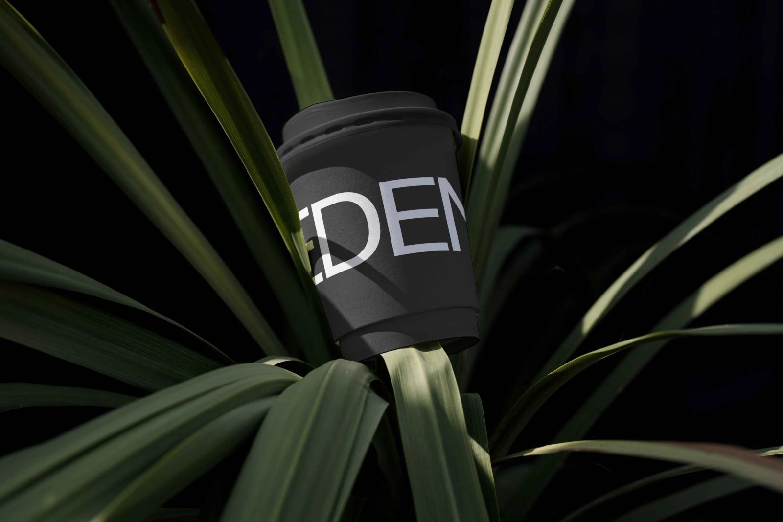 EDEN ECO CUP 01 preview 3
