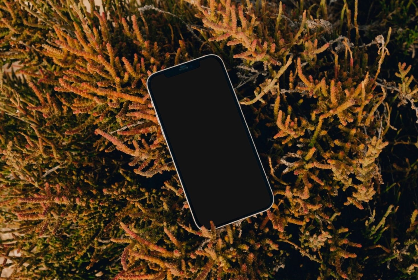 iPhone BL05 Mockup preview 2